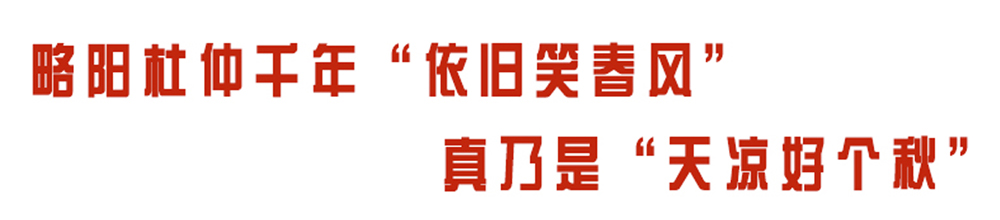 本草说杜仲
