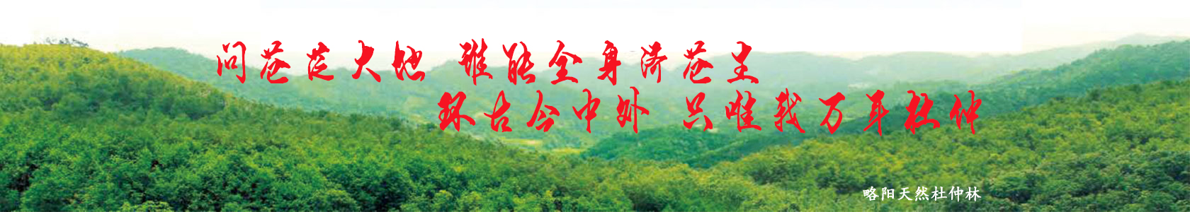 山西百圣杜仲茶广告轮换1