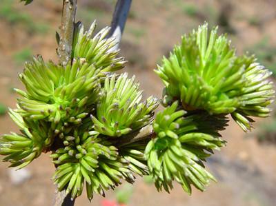 <b>“五星级茶王”——杜仲雄花茶</b>_百圣杜仲茶